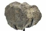 Fossil Hadrosaur Caudal Vertebra w/ Metal Stand - Texas #243650-2